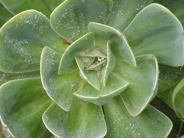 super succulent