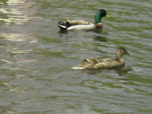 birds of a feather