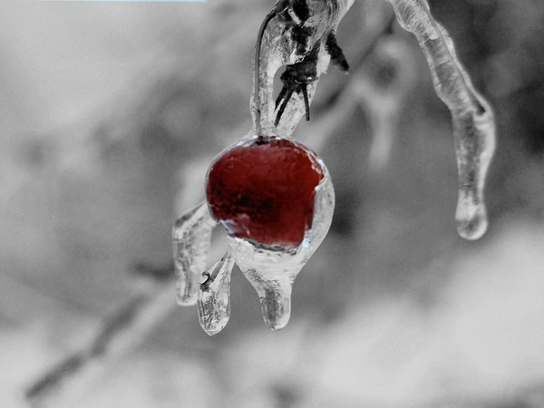 Ice Storm
