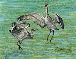Sandhill Dance