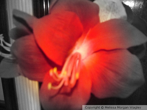 Red Innocence