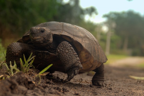 strutting along