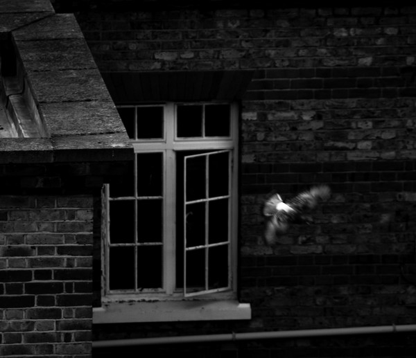 The Escape
