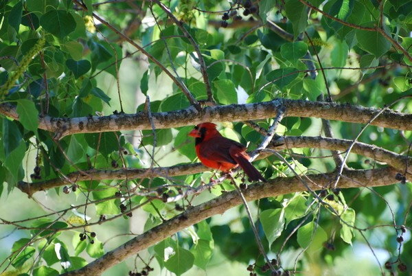 Cardinal Rule