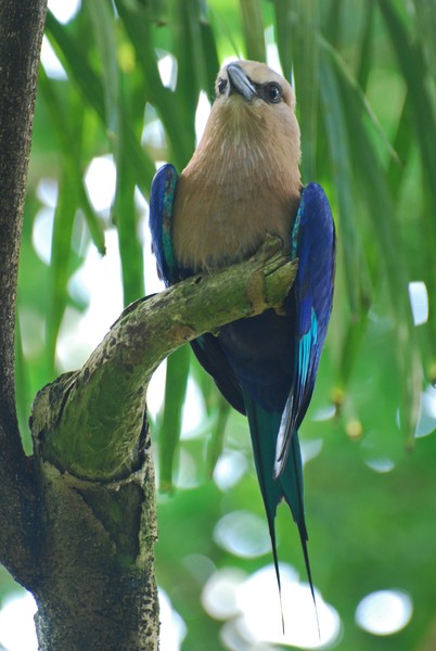 Blue Bellied Roller