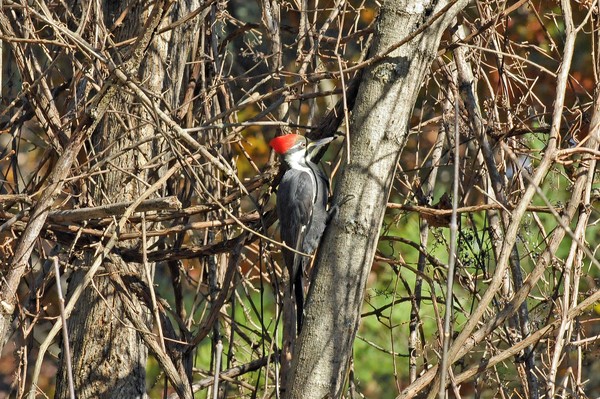 Pileated Woodpecker