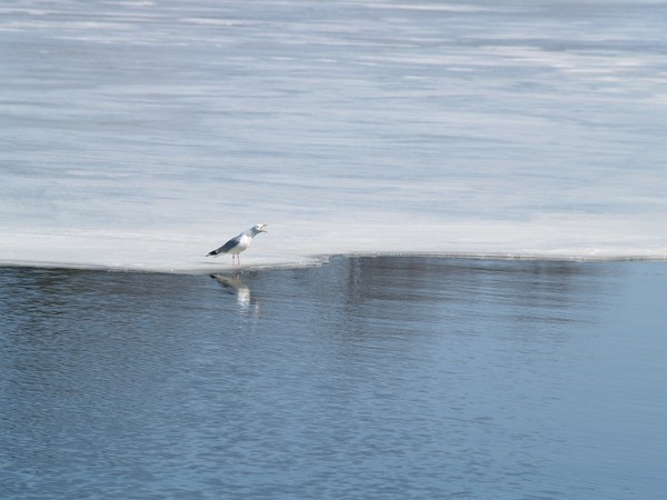 Happy Gull