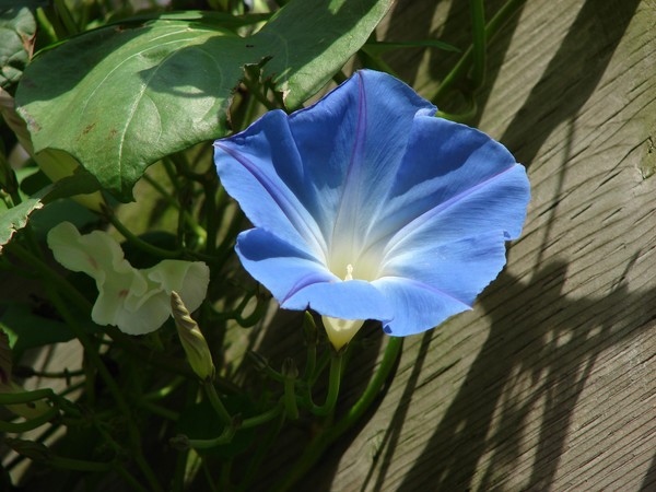 Blue Beauty