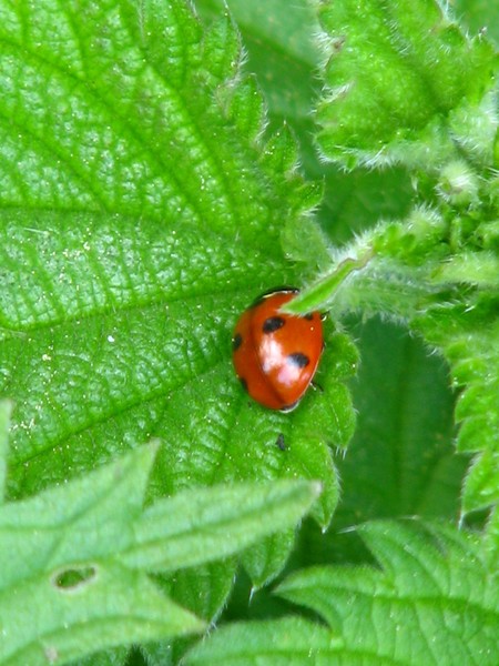 naturephoto -insects-bugs-green leafs