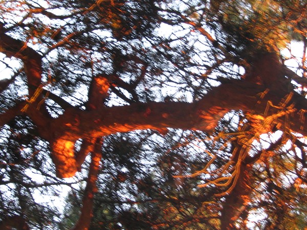 SUNSET BRANCHES