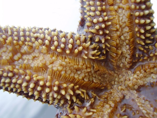 Starfish