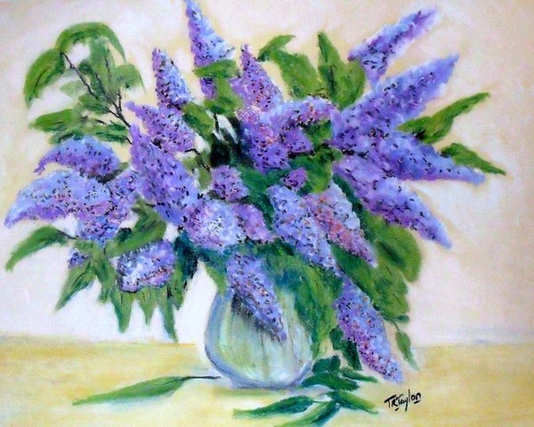Buddleia