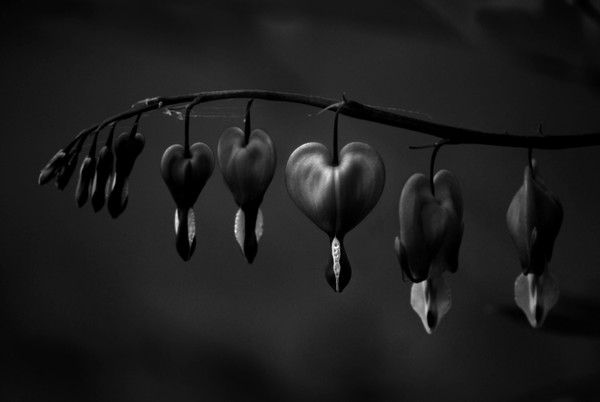 Bleeding Hearts