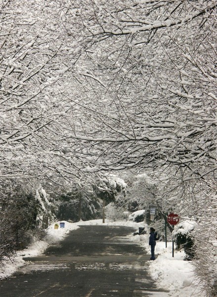 Canopy of Snow-covered branches