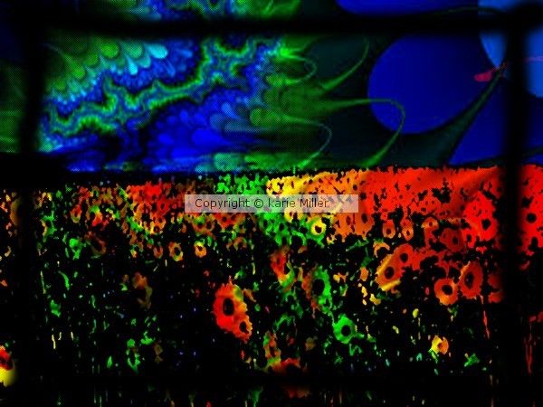 flowers of the sun 1