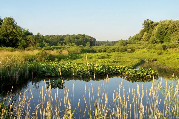The Wetlands