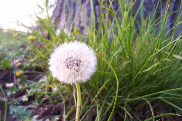 Dandelion Wishes