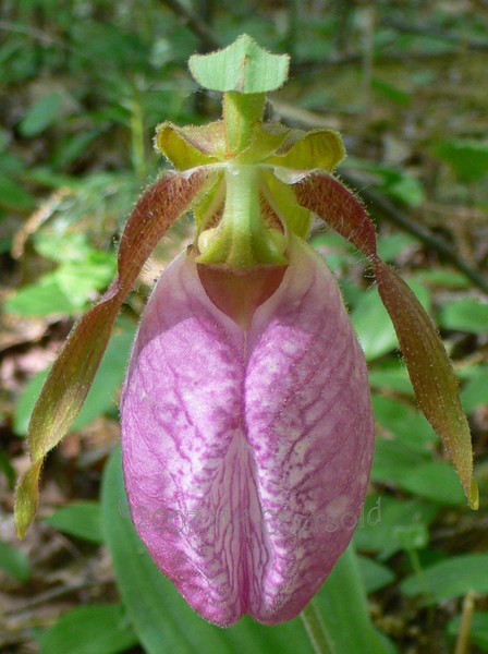 Lady Slipper