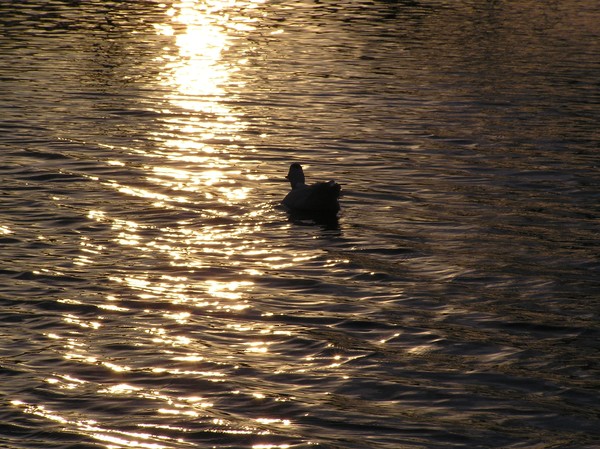 Just Ducky