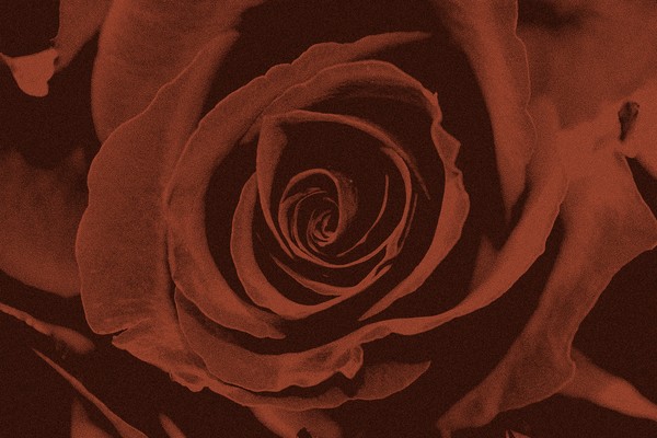Red rose close up