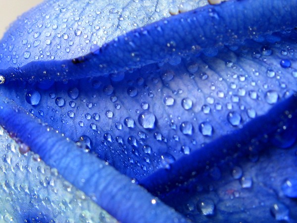 I am blue
