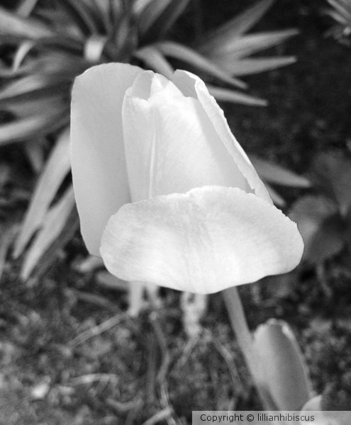 Tulip BW