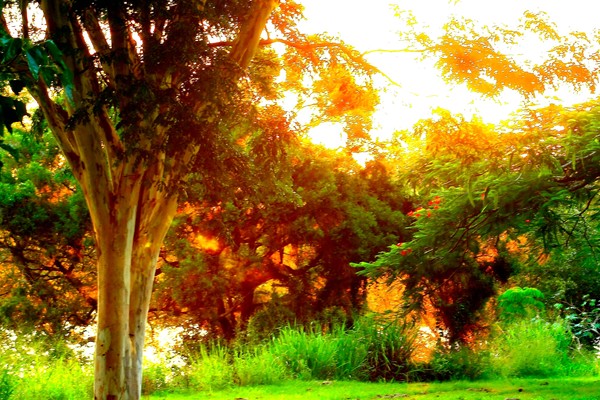 River Garden