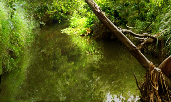 Rocklea Creek