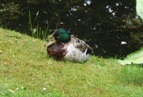 Duck