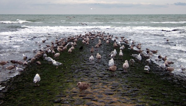 Gulls