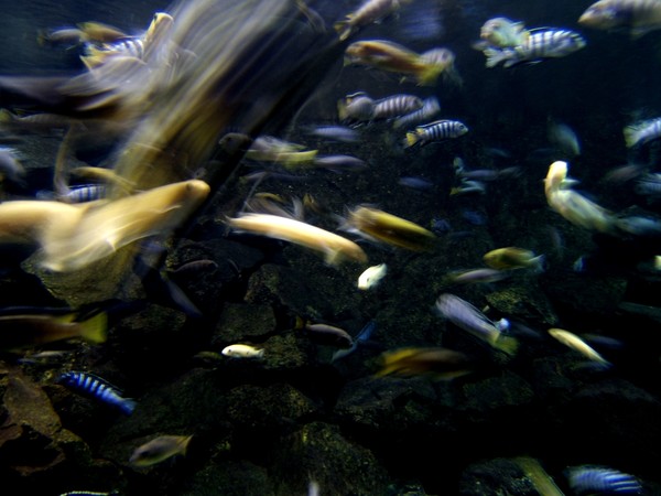 Flashy fish #3