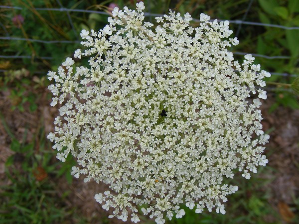 Queen Anne's Lace