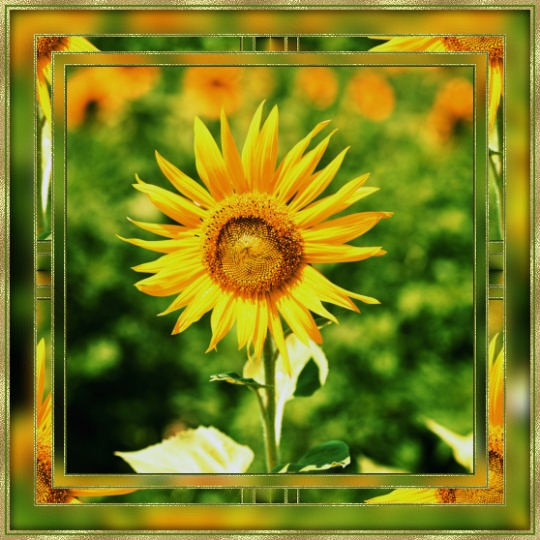 Sunflower Frame