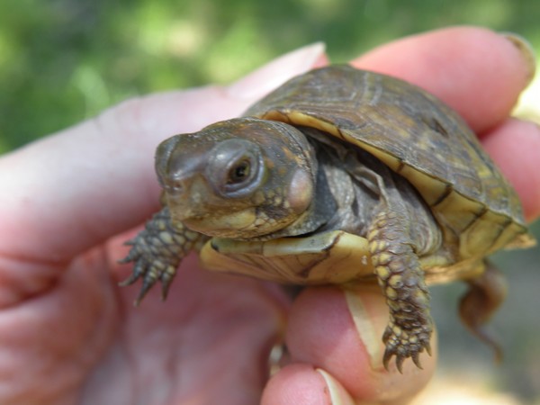 2009 New Turtles
