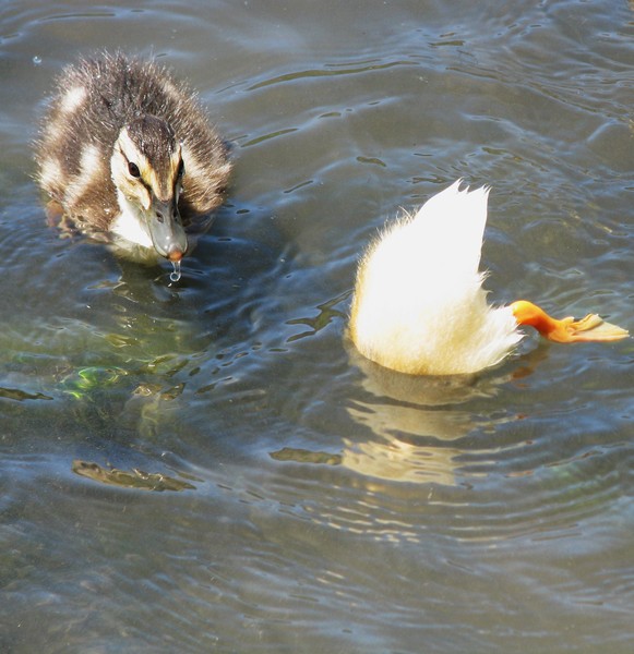 Baby ducks