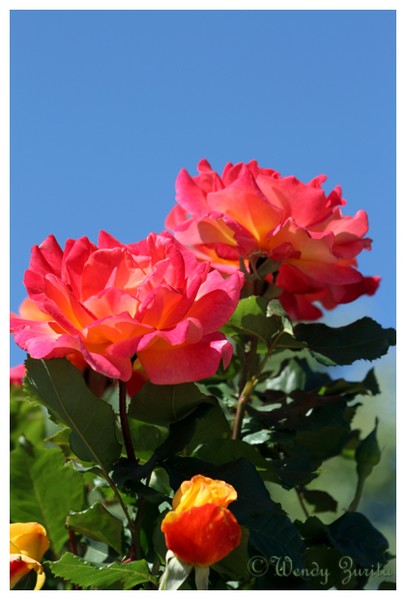 Fiery Rose