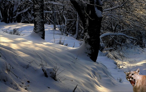 1032-Winter Greeting