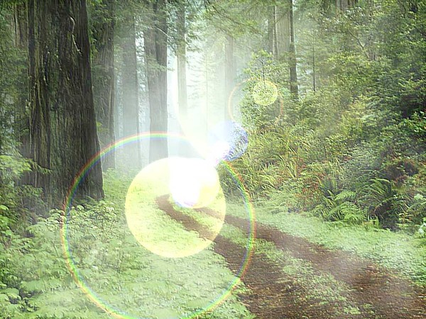 Fantasy Forest