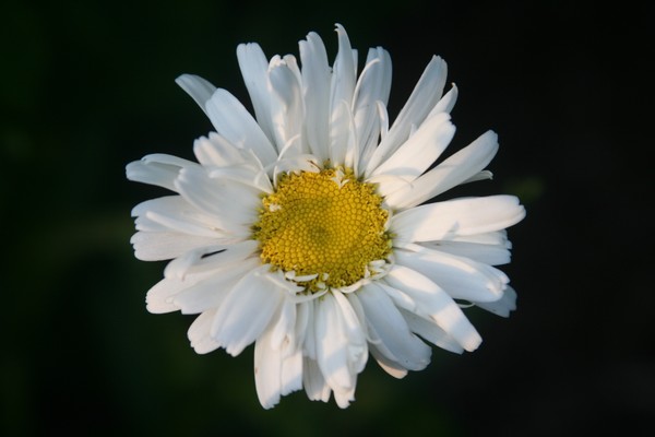 Daisy