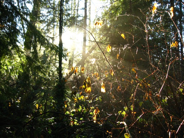 Rays of light