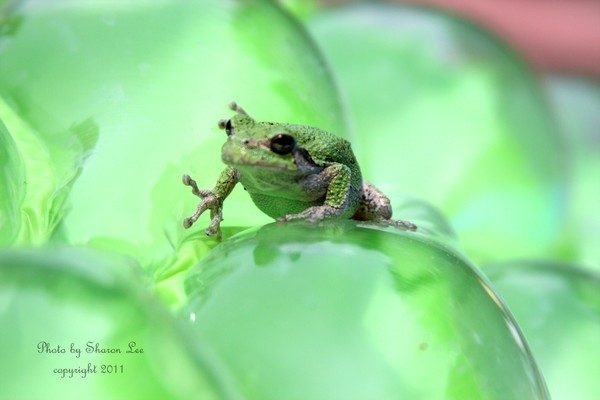 I'M TRYIN' TO BE GREEN!