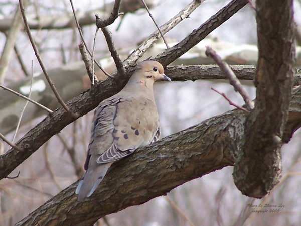 Mourning Dove