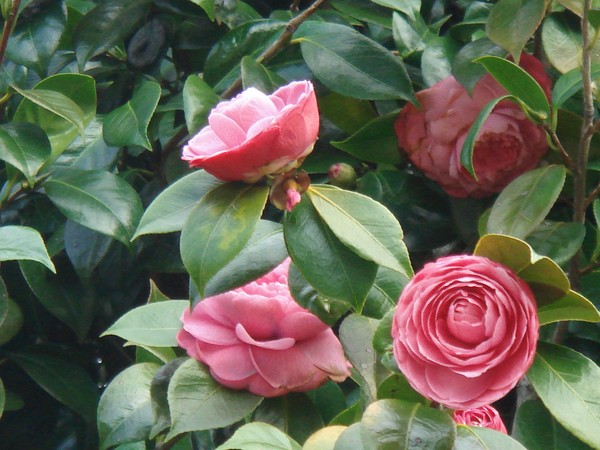 CAMÉLIAS - delicate Winter flowers