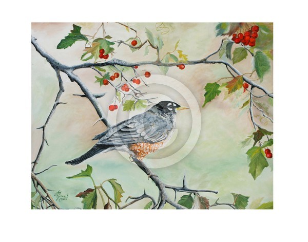 Robin