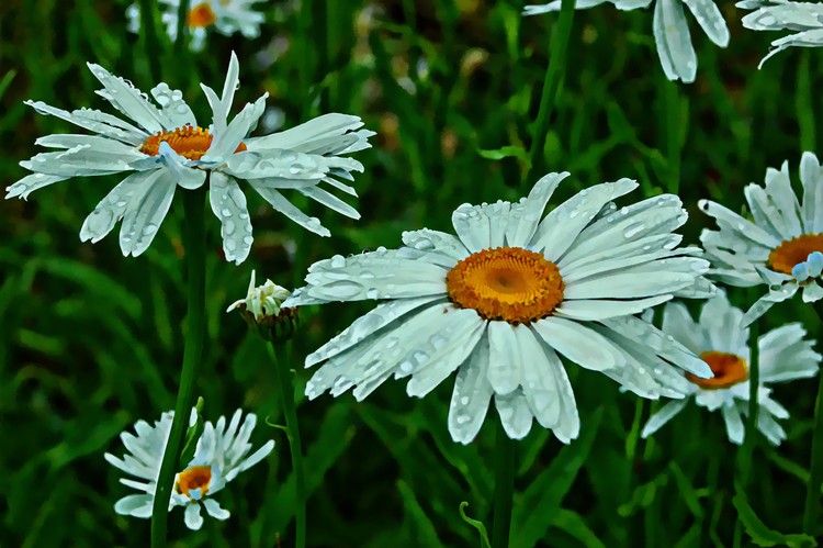 Spring Showers Bring May Flowers
