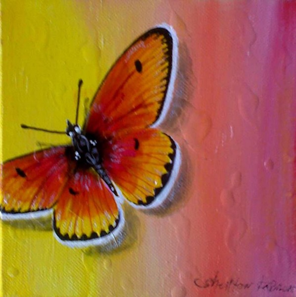 Flutterfly Spectrum