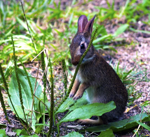 Bunny Snacks      