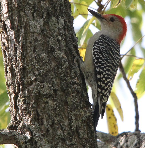 Red Bellied Woodpecker
