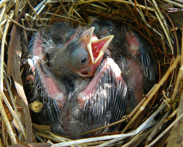 Baby Cardinal