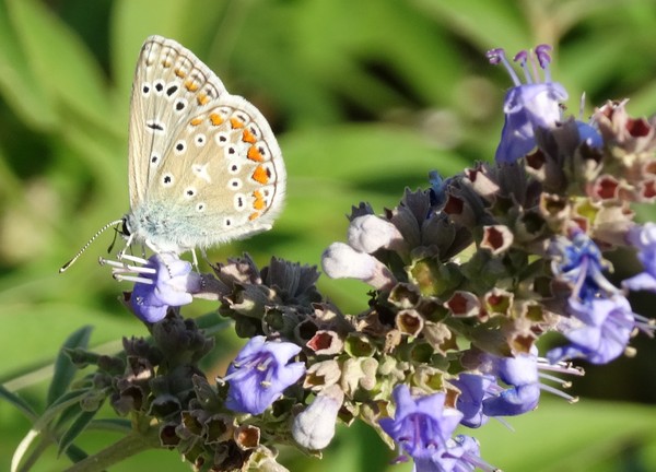 butterfly 02